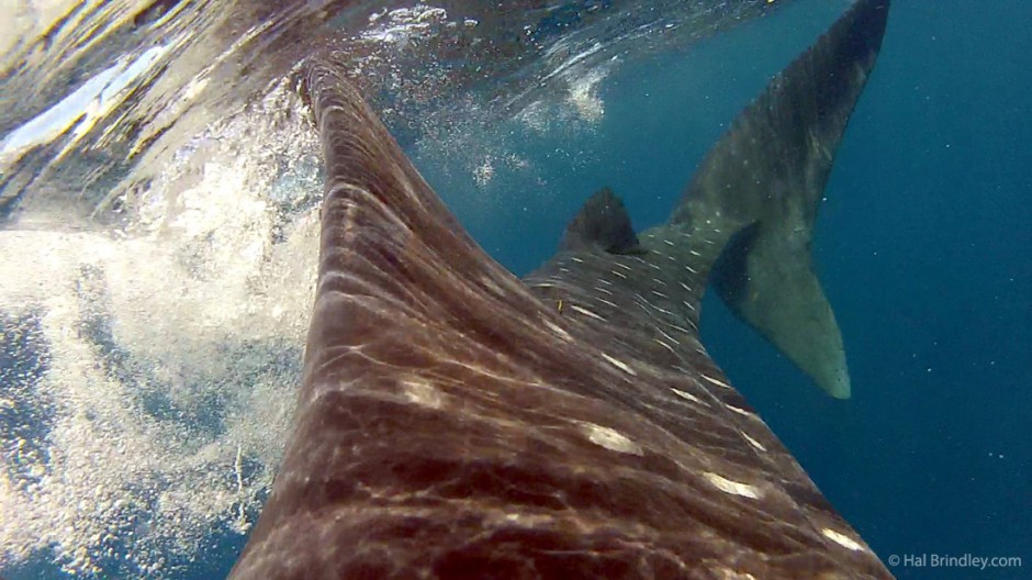 Half way down a whale shark's back, dorsal fin rapidly approaching