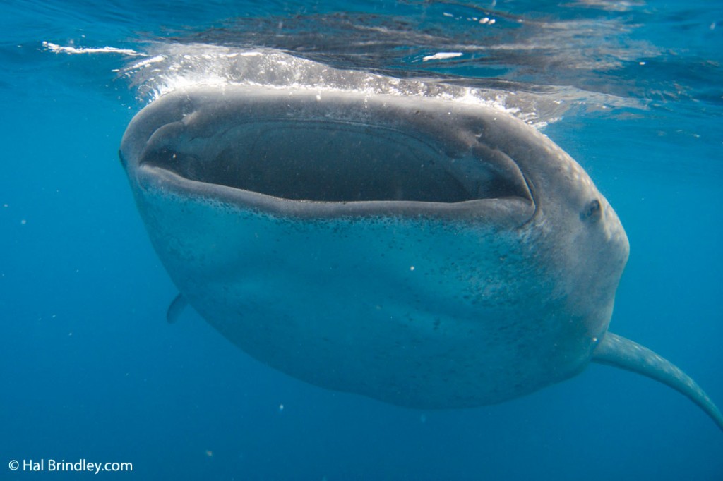 The world's largest fish: the whale shark.