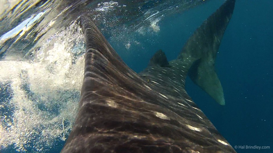 Half way down a whale shark, dorsal fin rapidly approaching...