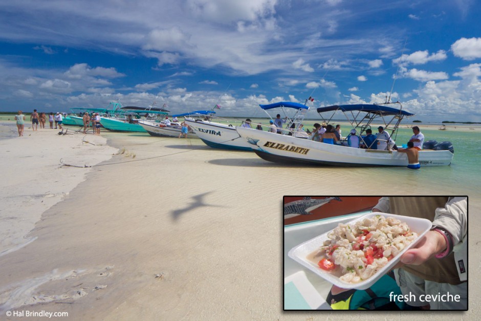 Whale Shark tour boats park for lunch in the river and eat fresh ceviche while a Magnificent Frigatebird cruises overhead.