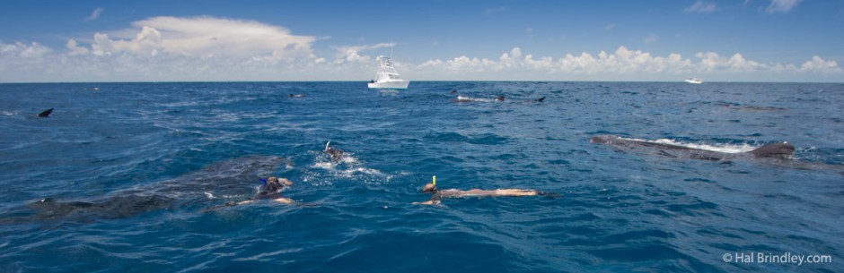 Whale Sharks in every direction. At least seven are visible in this photo.