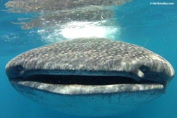Whale Shark coming straight at me.