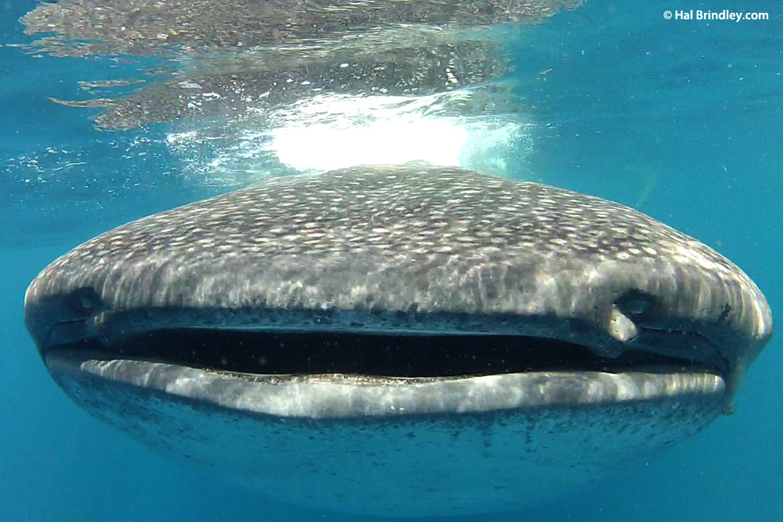 Whale Shark swim Hotbox, Mexico