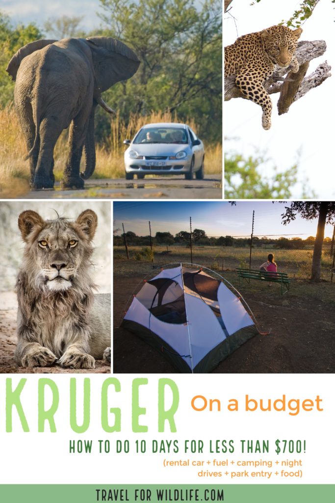 An African safari can be very expensive, but it doesn't have to be. You can do your own Safari in Kruger for less than $700 for 10 nights! Here is our complete budget for your African adventure! #Africa #safari #SouthAfrica #Adventure