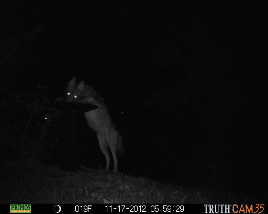 Coyote drinking from our birdbath