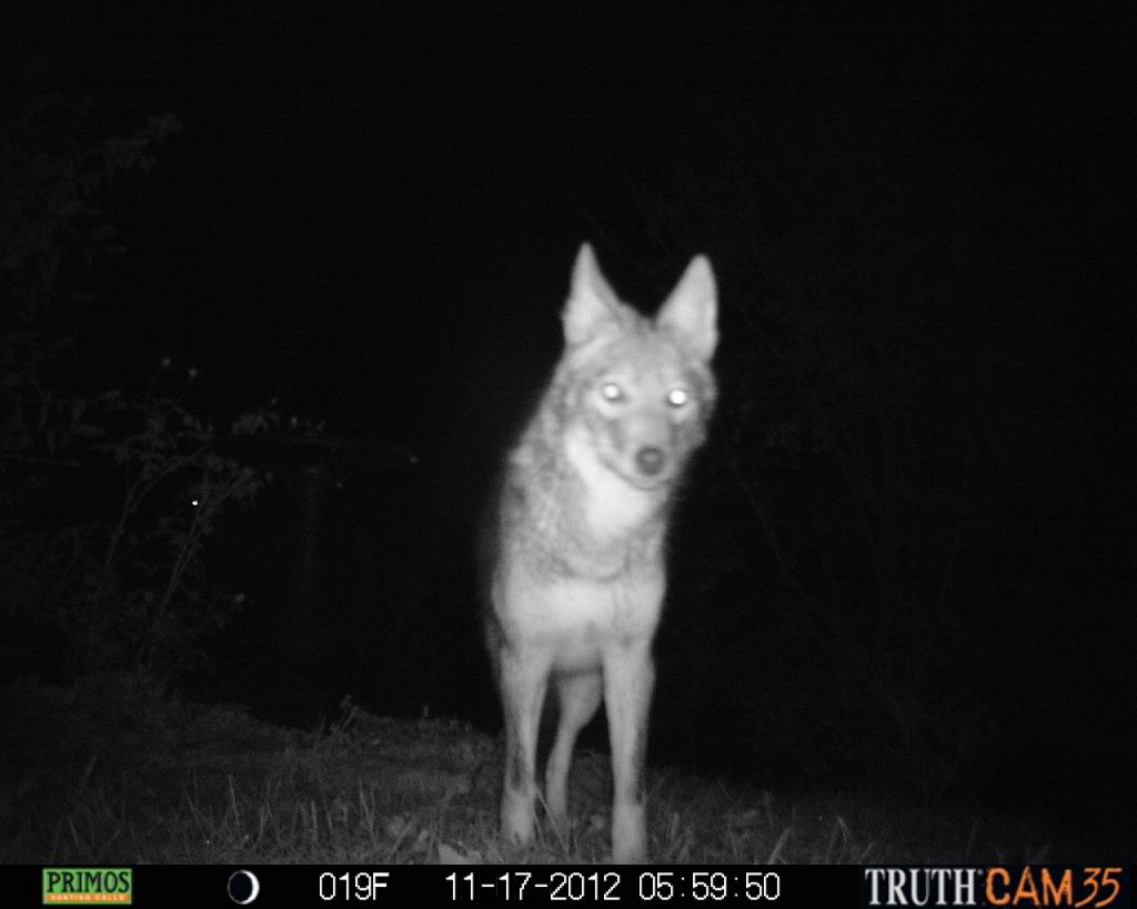 Portrait of our neighbor the coyote