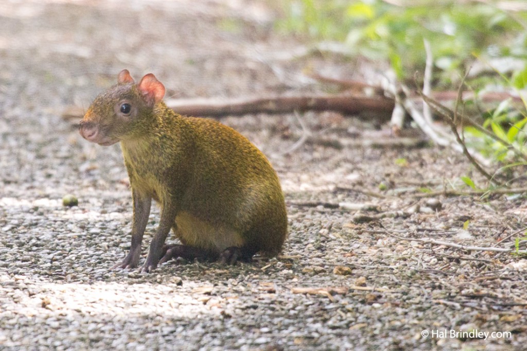 Agouti