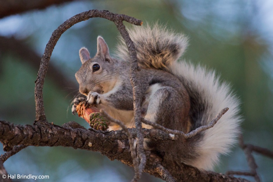 Albert's Squirrel in Haulapai Mountain County Park, Arizona