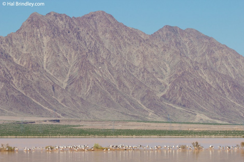 Avocets cooling off on a roasting hot day. Nevada