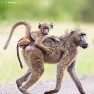 Chacma Baboon