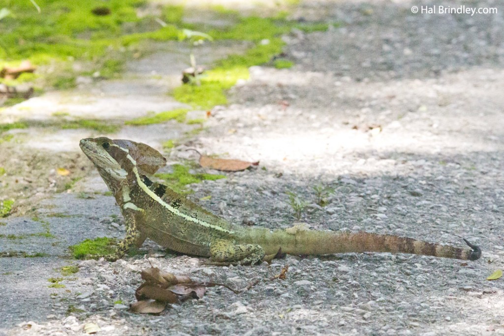 Basilisk Lizard at Calakmul ruins