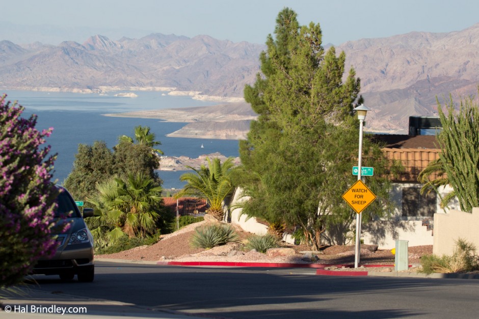 Watch For Sheep. Boulder City, Nevada