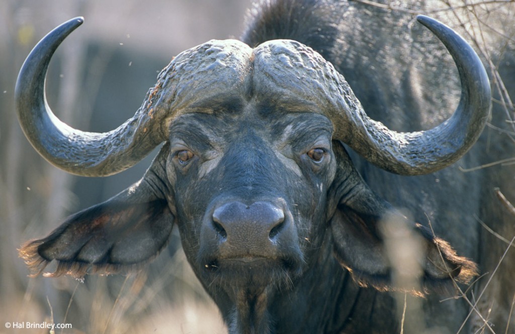 Cape buffalo portrait