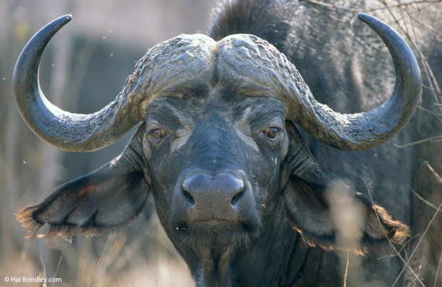 The Cape Buffalo is featured on the South African 100 Rand note.