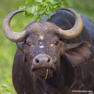 Cape Buffalo