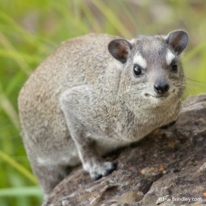 Bush Hyrax