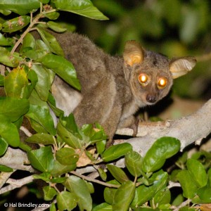 Greater Bushbaby