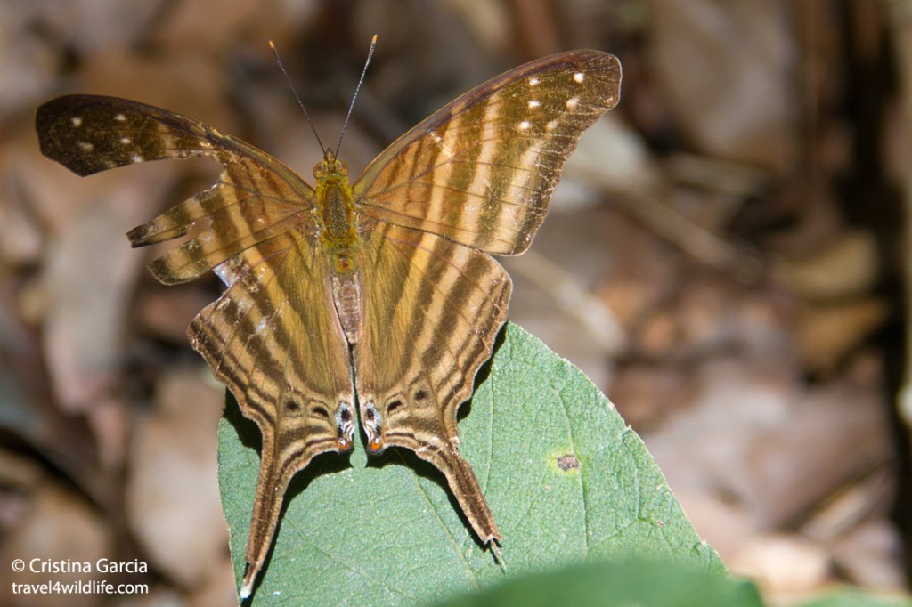 One of many butterfly species around Calakmul