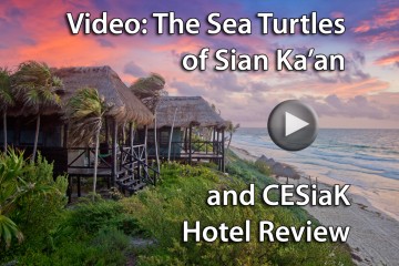 (click to play) Video: The Sea Turtles of Sian Ka'an Mexico & CESiak Hotel Review