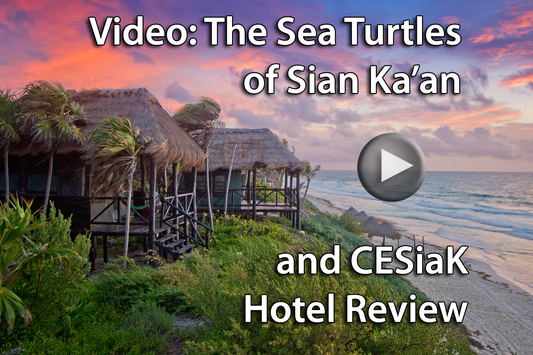 The Sea Turtles of Sian Ka'an Mexico & CESiak Hotel Review