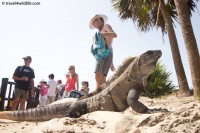 Ctenosaur at Tulum