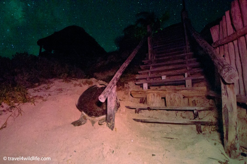 Nesting sea turtle at CESiaK