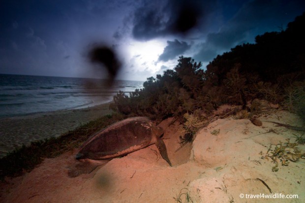 Nesting sea turtle at CESiaK