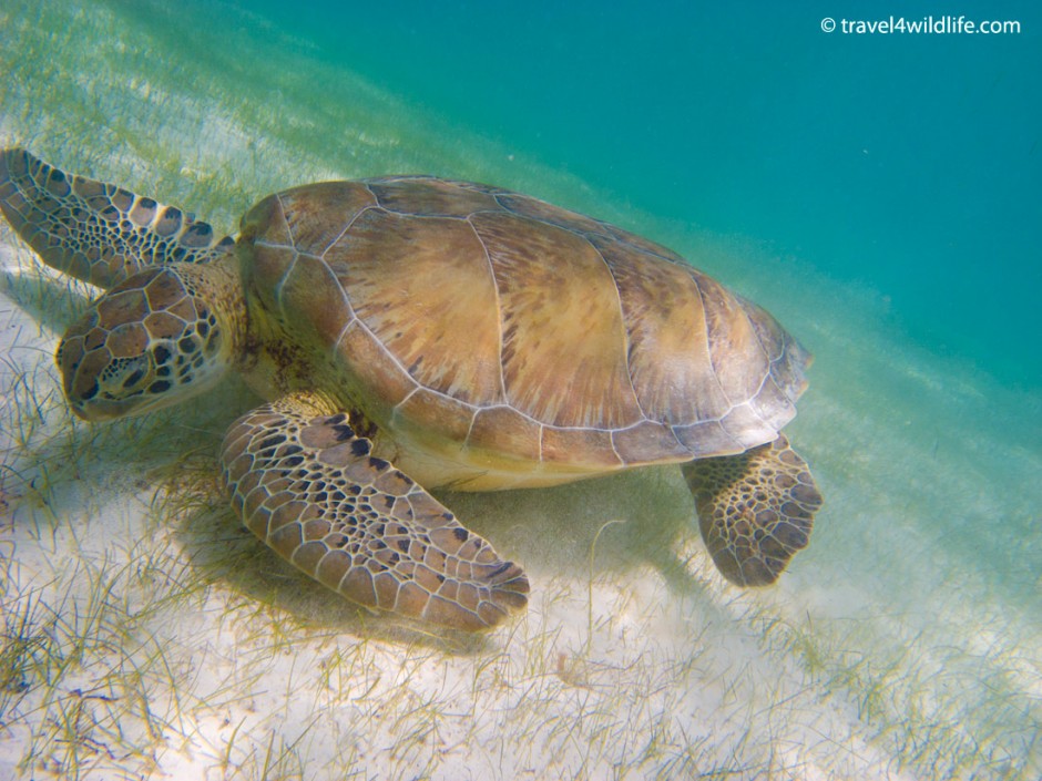 Green Sea Turtle eating grass at Akumal