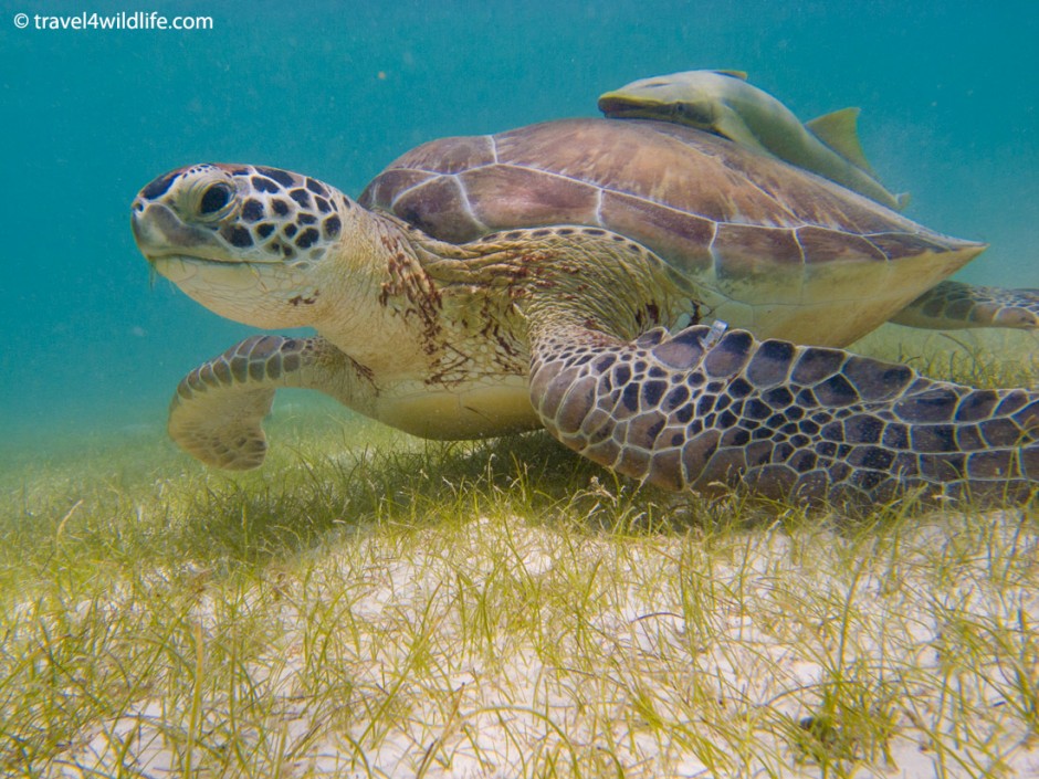 Green Sea Turtle with remora on its back