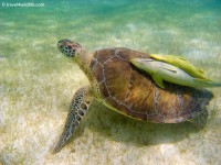 Green Sea Turtle with remoras on its back