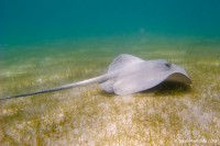 Sting ray in Akumal bay