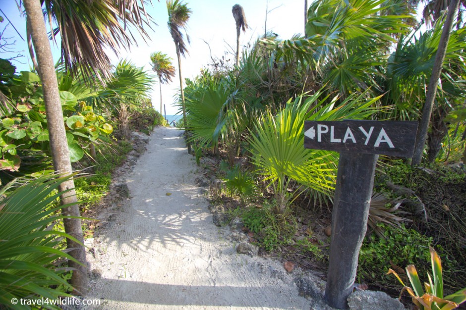 The path to the beach