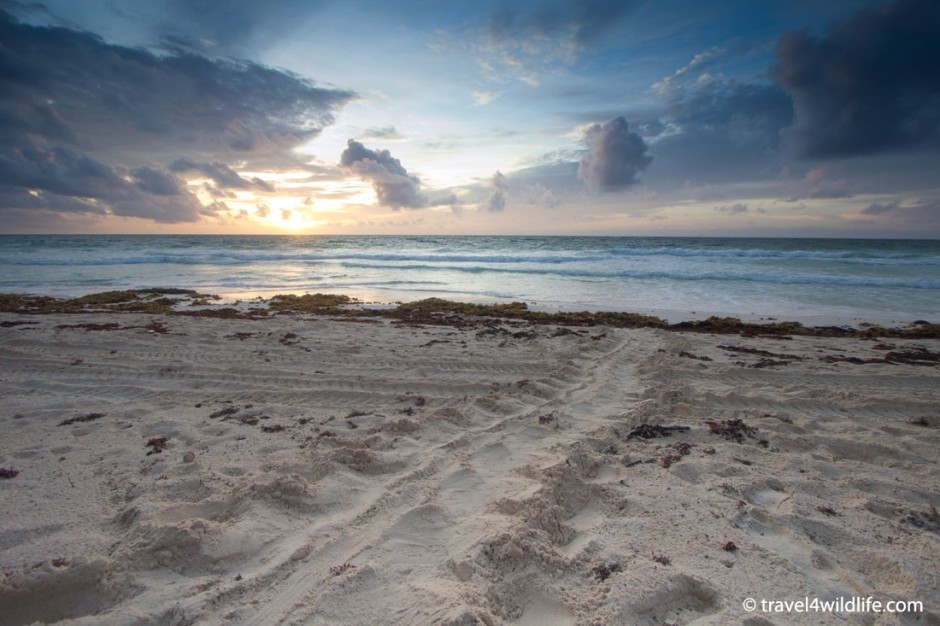 A turtle crawl at sunrise.