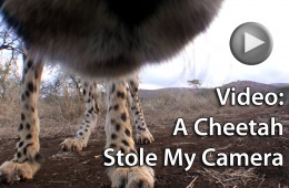 (click to play) Video: A Cheetah Stole My Camera