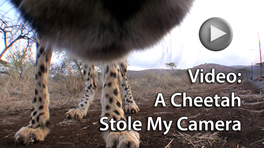 Video: A Cheetah Stole My Camera - Travel 4 Wildlife