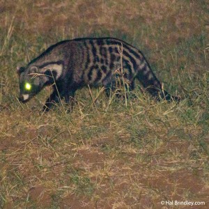 Civet