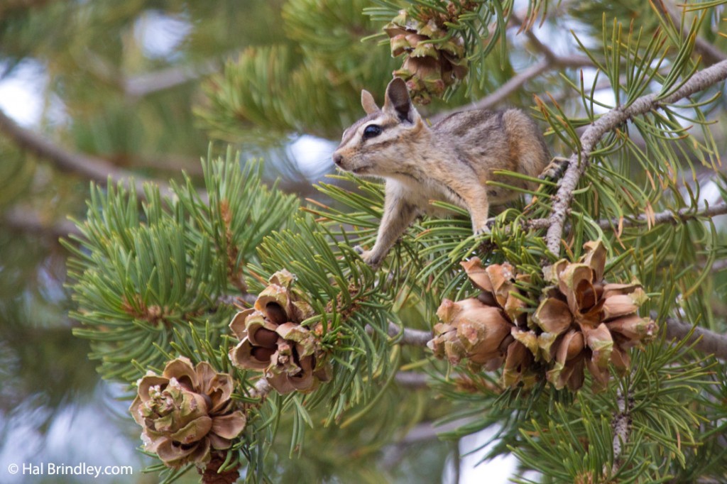 Cliff Chipmunk eating pine nuts. Grand Canyon, Arizona