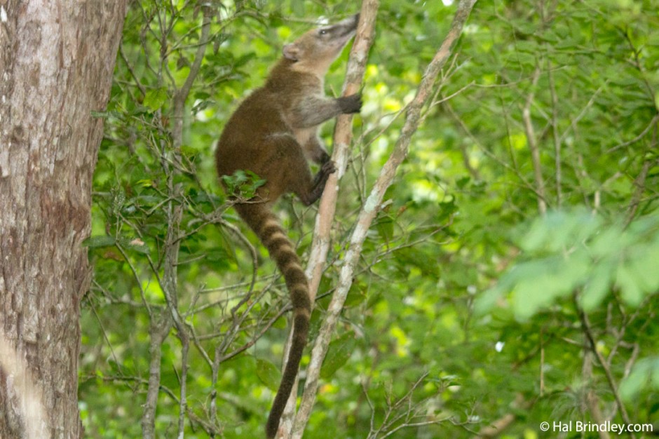 Coati: some of the cutest animals you'll encounter in the forest