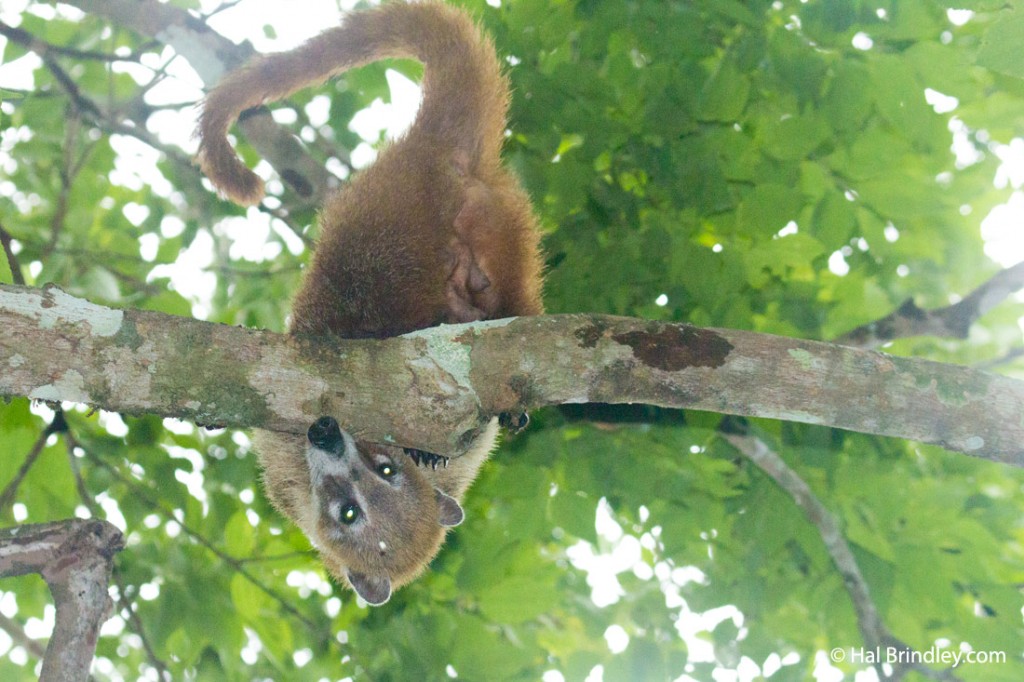 A coati looking straight down at me