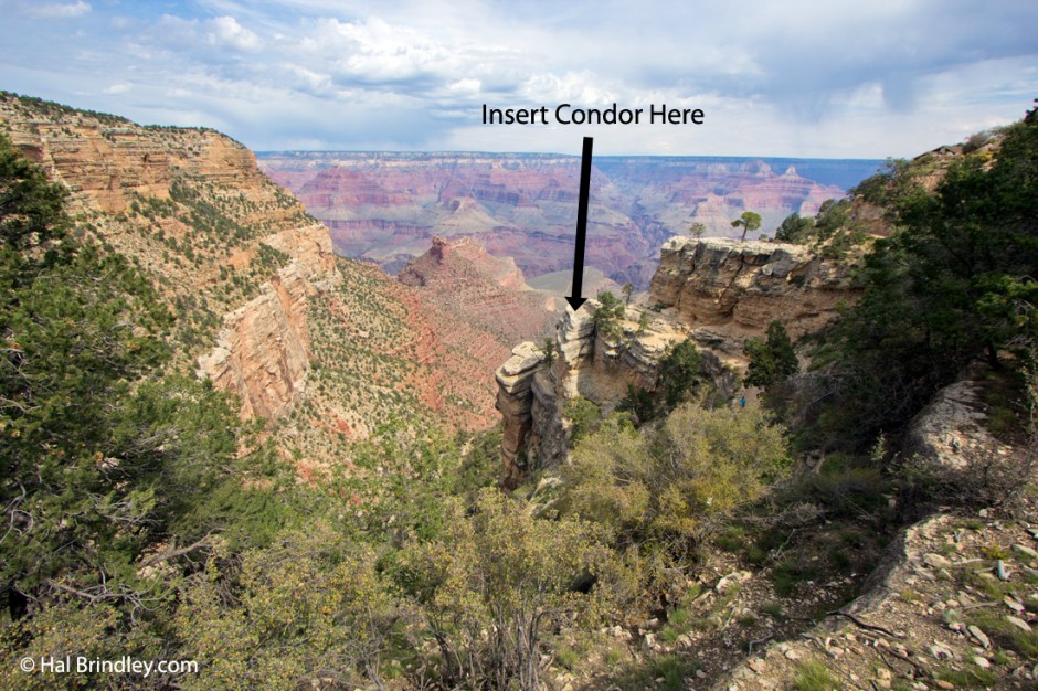 The place to see condors: Bright Angel Trailhead, Grand Canyon, Arizona.