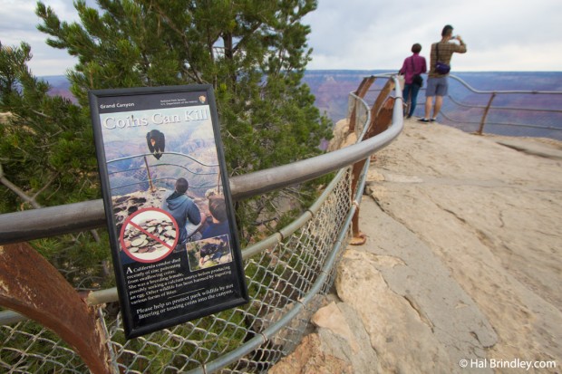 Throwing coins can kill a condor. Grand Canyon, Arizona