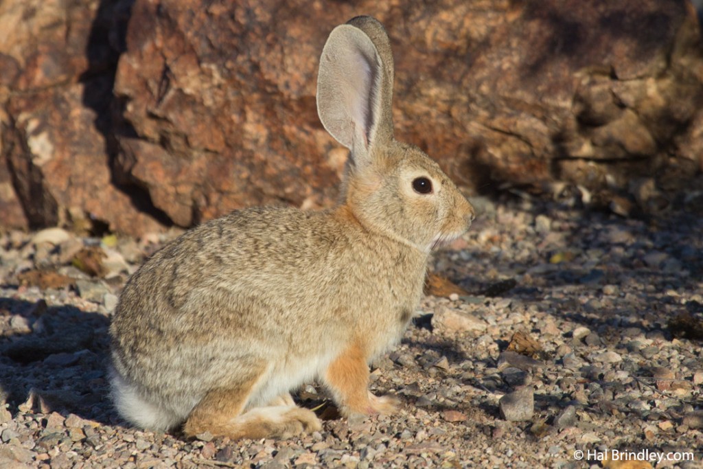 Desert Cottontail, Boulder City, Nevada