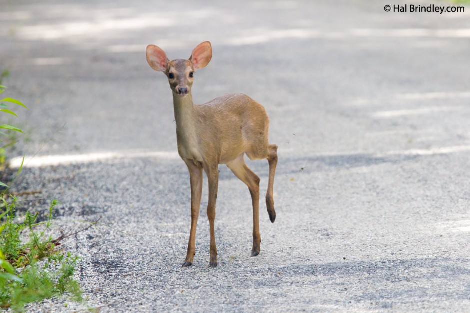 Juvenile Brown Brocket Deer near Calakmul