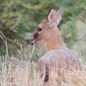 Common Duiker