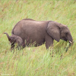 African Elephant