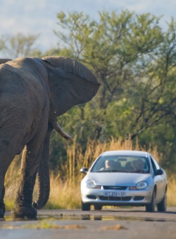 Should an elephant confront you on the road, put the car in reverse and back up slowly.