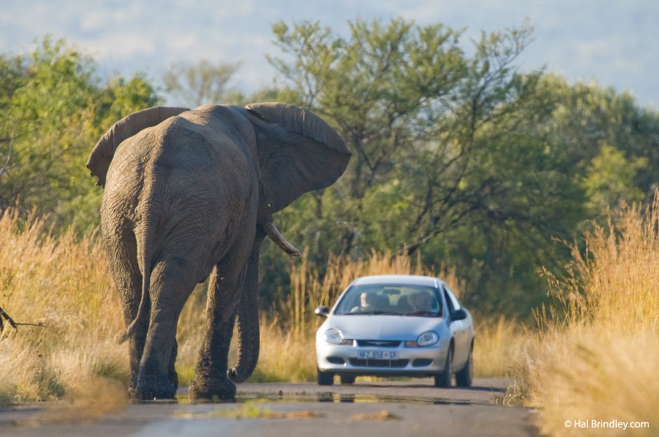 Si un elefante se te enfrenta en la carretera, pon el coche en marcha atras y retrocede lentamente.