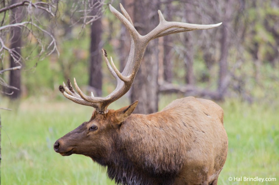 arizona bull elk arizona bull elk