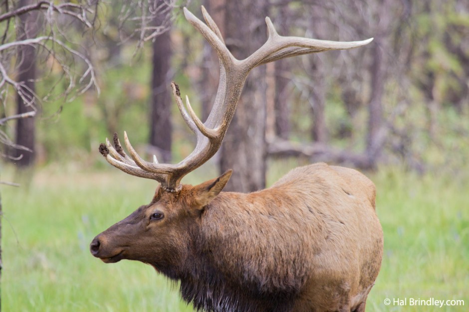 Bull Elk bugling in Grand Canyon National Park, Arizona