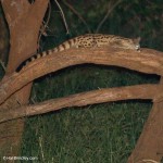 Large-spotted Genet